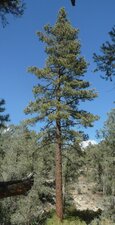 Pinus ponderosa Plant